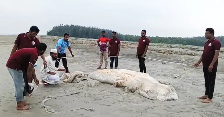 ভেসে আসা মৃত ‘বেলিন তিমি’